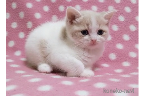 成約済の愛知県のスコティッシュフォールド-86127の5枚目